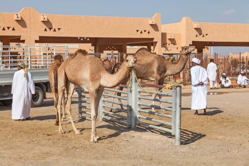 Mercato dei cammelli