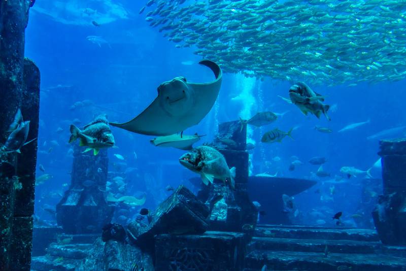 Acquario di Dubai